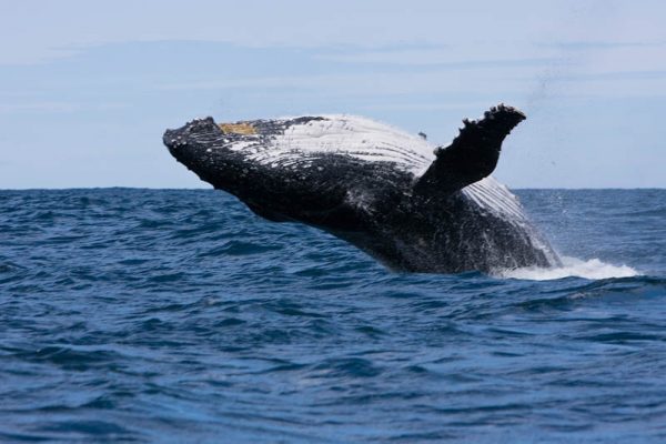 Whale-Watching Tours