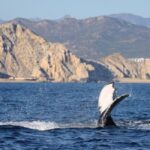 Whale-Watching Tours