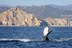 Whale-Watching Tours